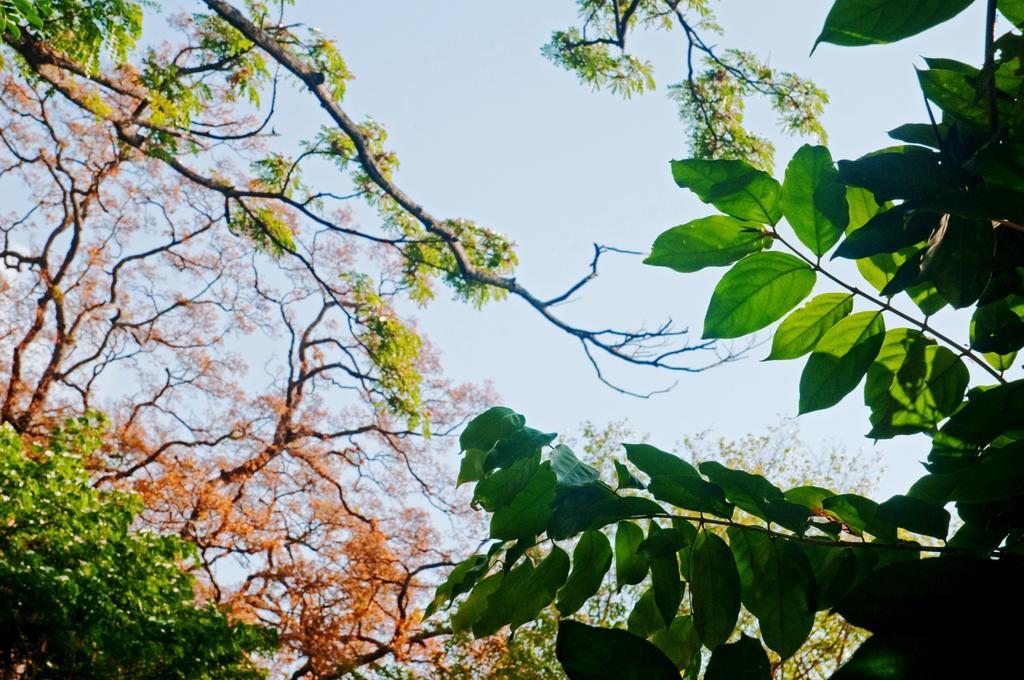 Vila Raintree Dambulla Exteriér fotografie