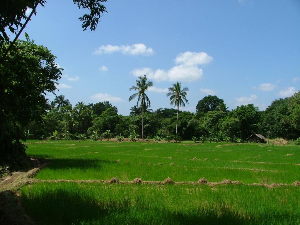 Vila Raintree Dambulla Exteriér fotografie