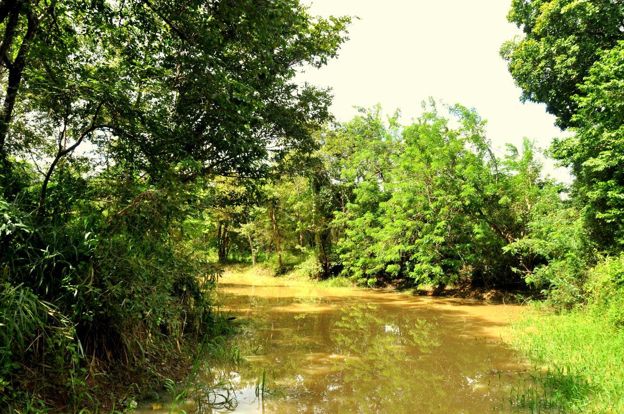 Vila Raintree Dambulla Exteriér fotografie