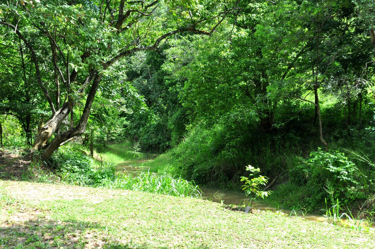 Vila Raintree Dambulla Exteriér fotografie