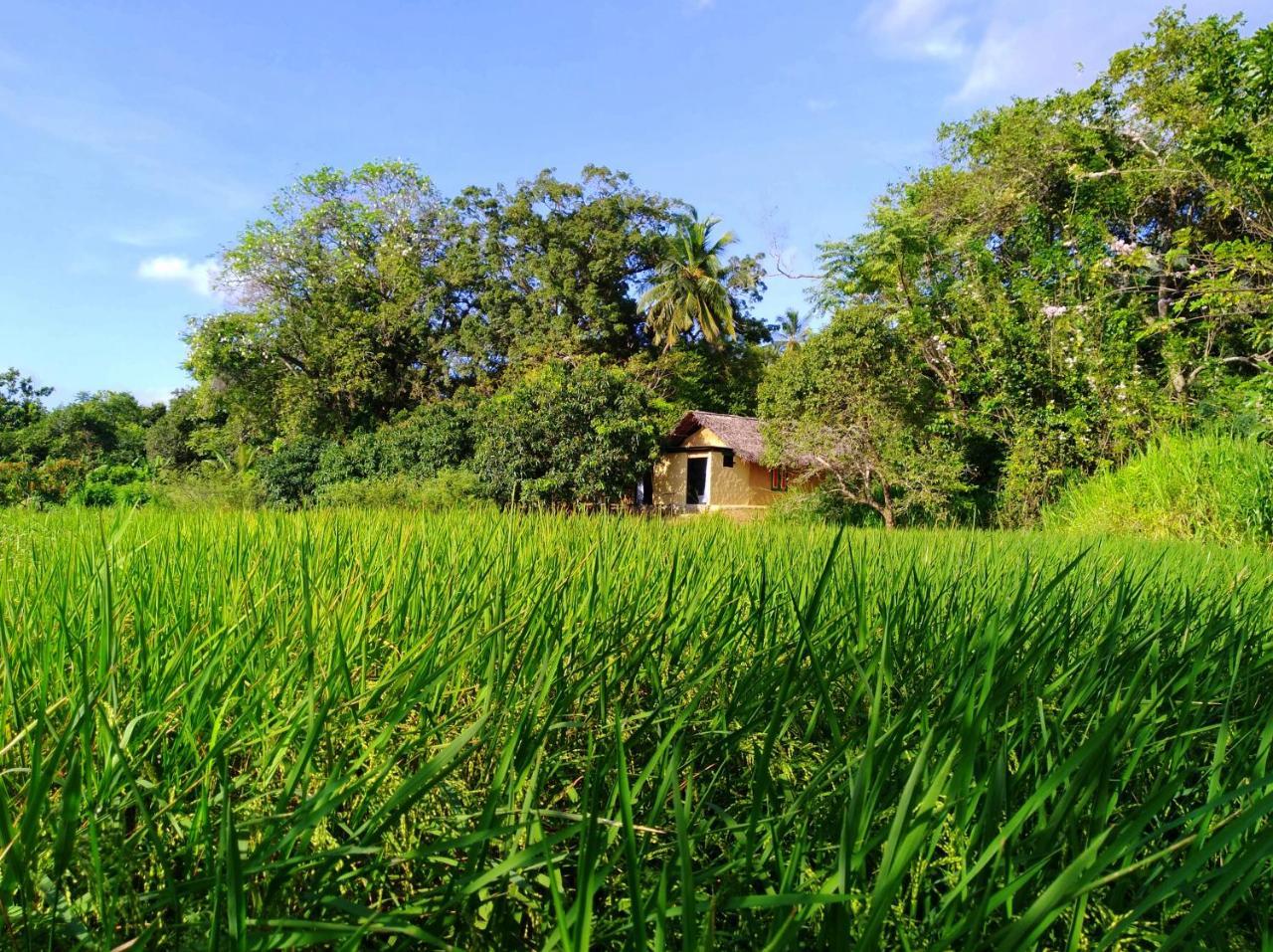 Vila Raintree Dambulla Exteriér fotografie